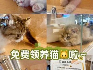 小森生活中领养喵星人的温馨指南：探索领养猫咪的正确方法