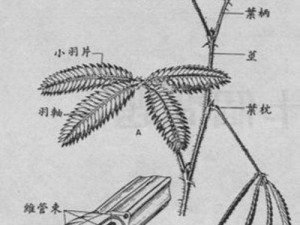 含羞草成年实验所推出的含羞草种子，精心培育，成活率高