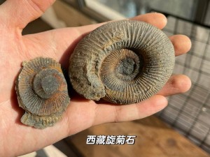 最强蜗牛泥盆纪菊石图鉴揭秘：探索绿贵泥盆纪菊石的寻获方法与技巧