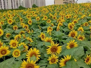 最新国自产拍小视频，记录真实生活中的美好瞬间