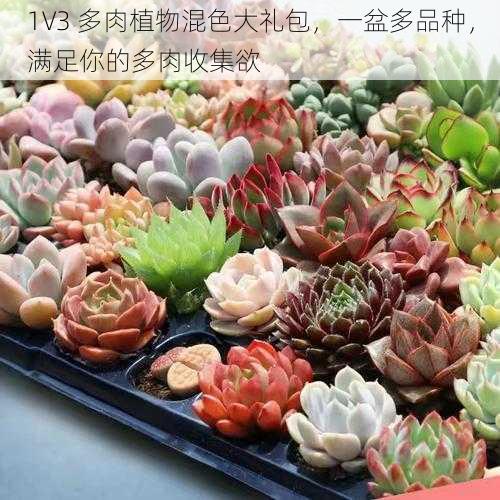 1V3 多肉植物混色大礼包，一盆多品种，满足你的多肉收集欲